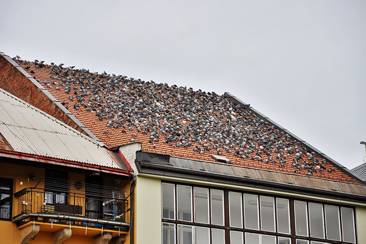 A2B Pest Control are able to install spikes to deter birds from roofs in Clacton On Sea. 