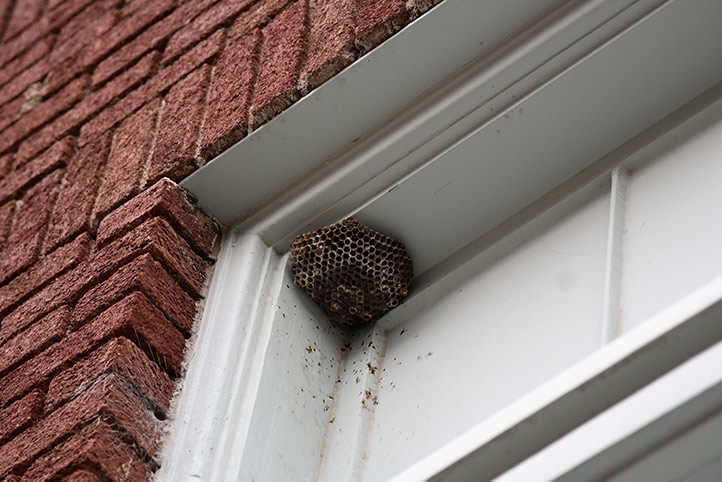 We provide a wasp nest removal service for domestic and commercial properties in Clacton On Sea.
